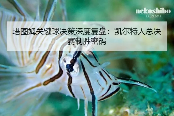 塔图姆关键球决策深度复盘：凯尔特人总决赛制胜密码